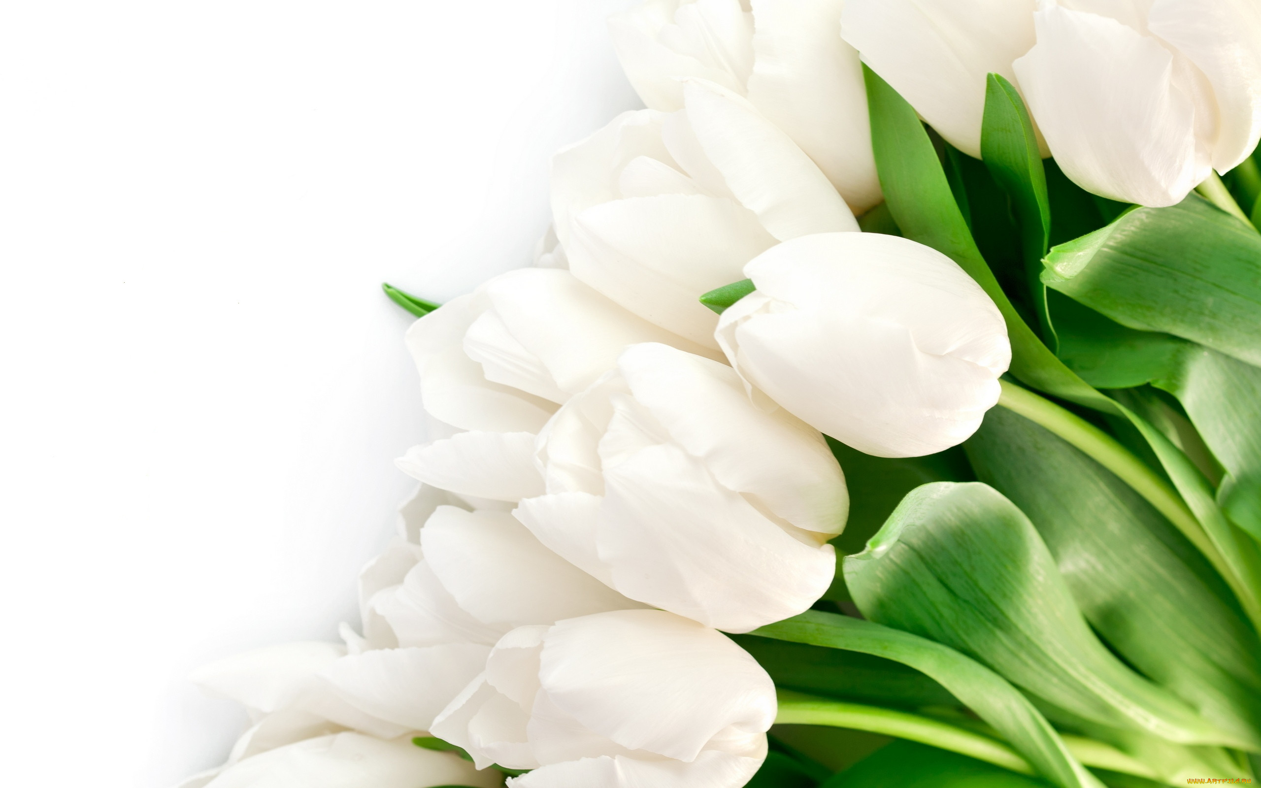 , , beauty, petals, white, bright, flowers, tulips, , , , , 